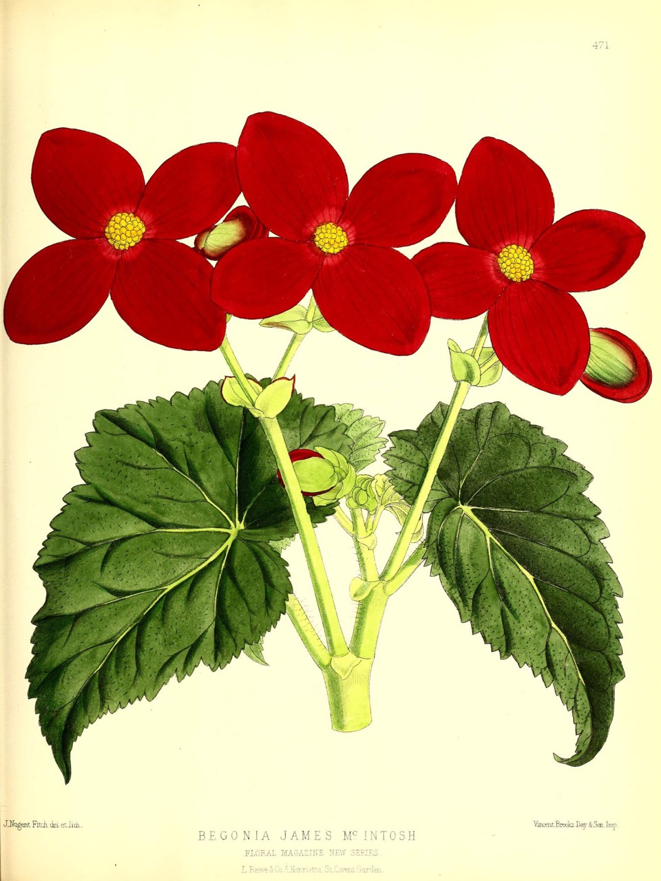 B. ‘James McIntosh’